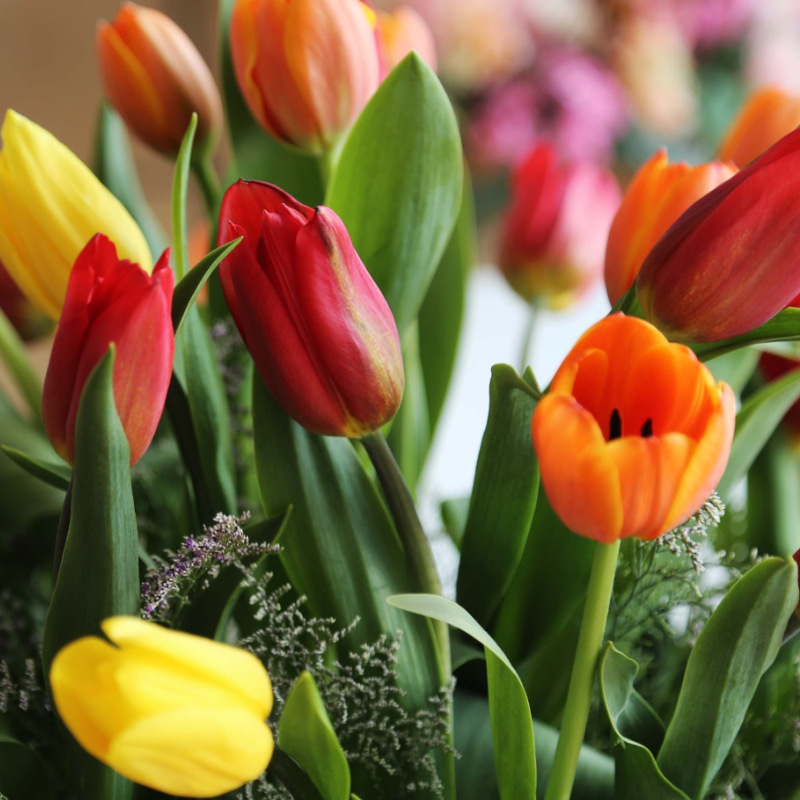 Color Rush - 50 Tulips