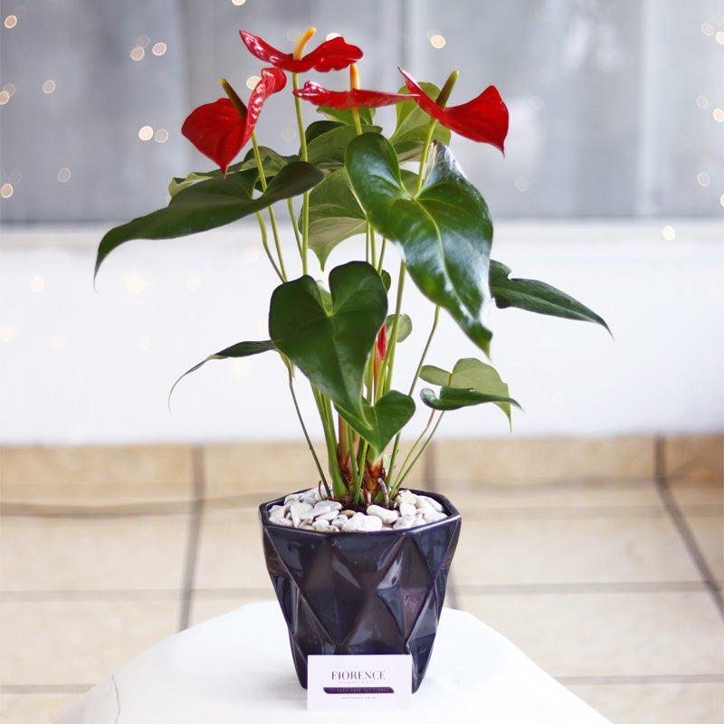 anthurium in vaso Anthurium for your home or any special occasion – Fiorence Puebla®