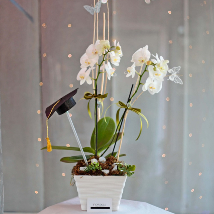 Double stemmed Phalaenopsis Orchid in Ceramic Vase