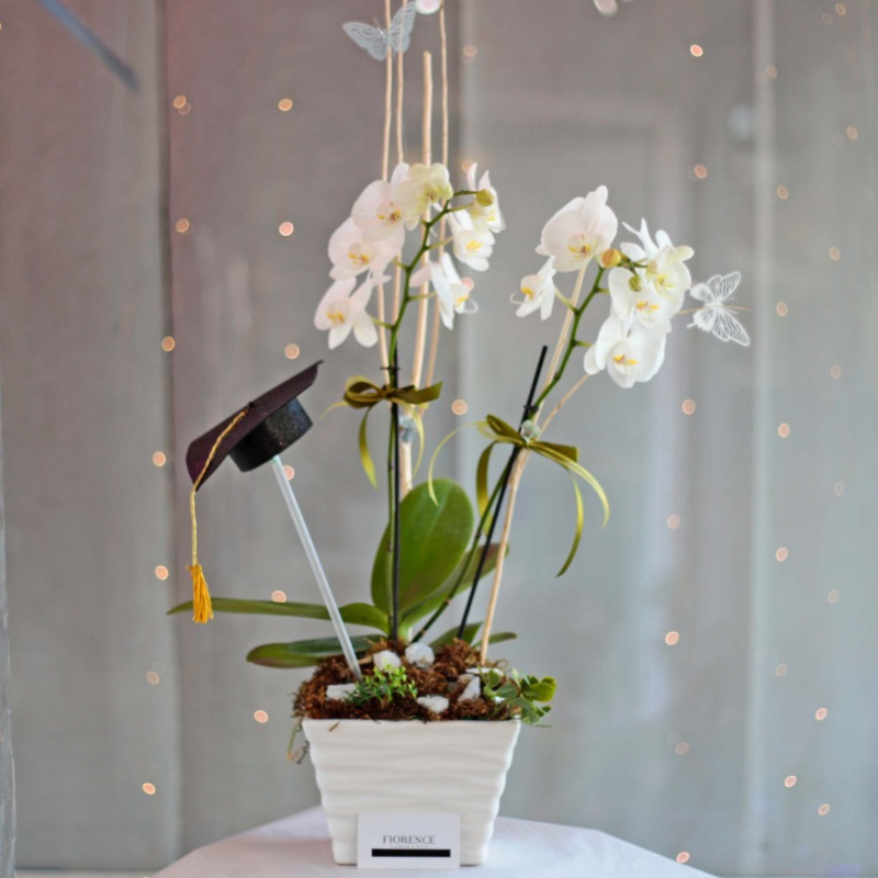 Double stemmed Phalaenopsis Orchid in Ceramic Vase