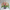 Roses, Lisianthus and Hydrangeas Special Design