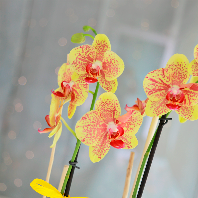 Orquídea Amarilla Phalaenopsis