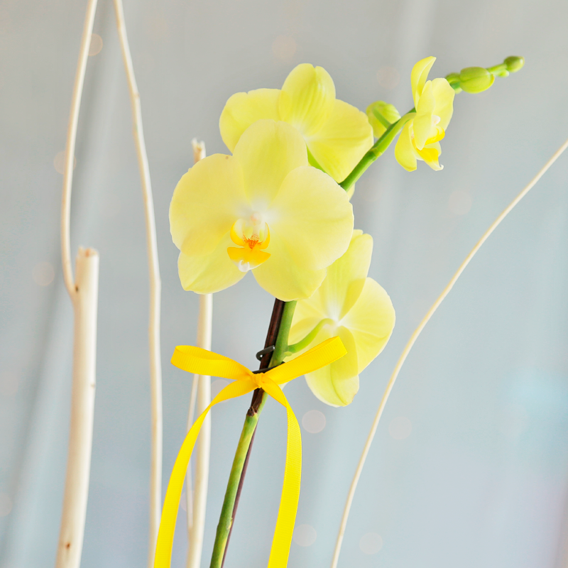 Orquídea Amarilla Phalaenopsis
