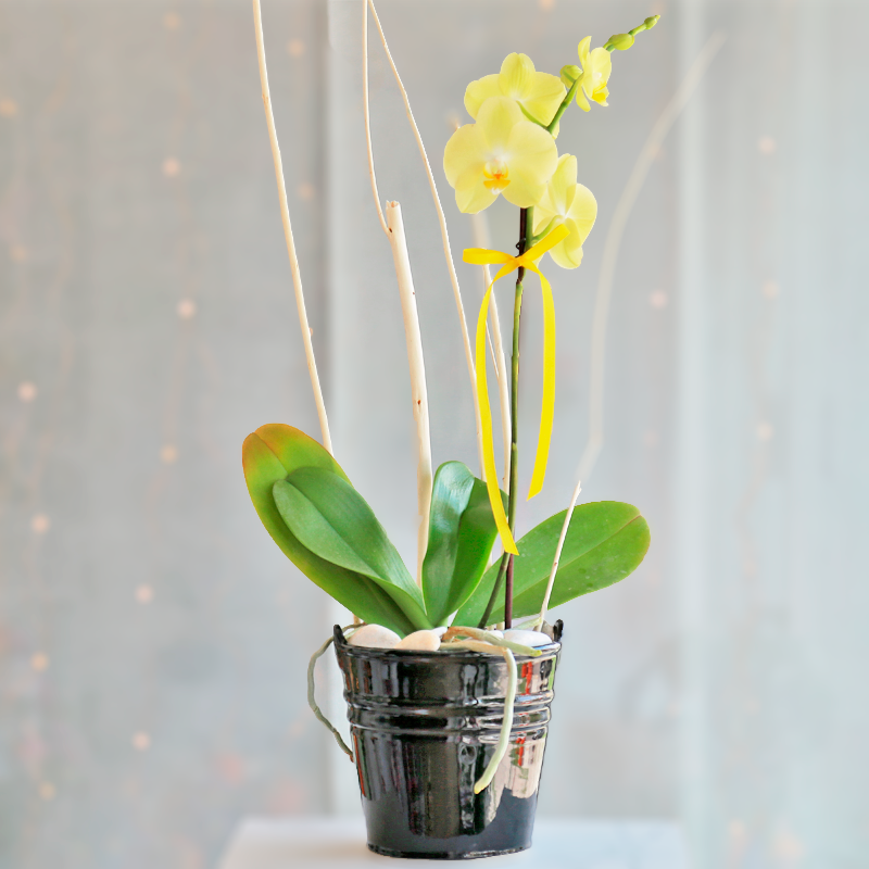 Orquídea Amarilla Phalaenopsis