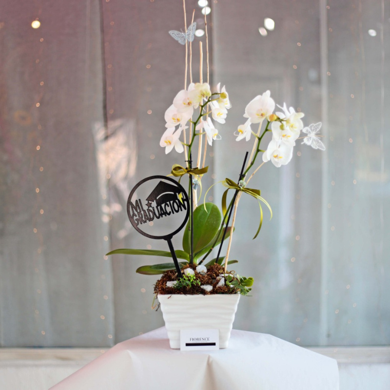 Double stemmed Phalaenopsis Orchid in Ceramic Vase