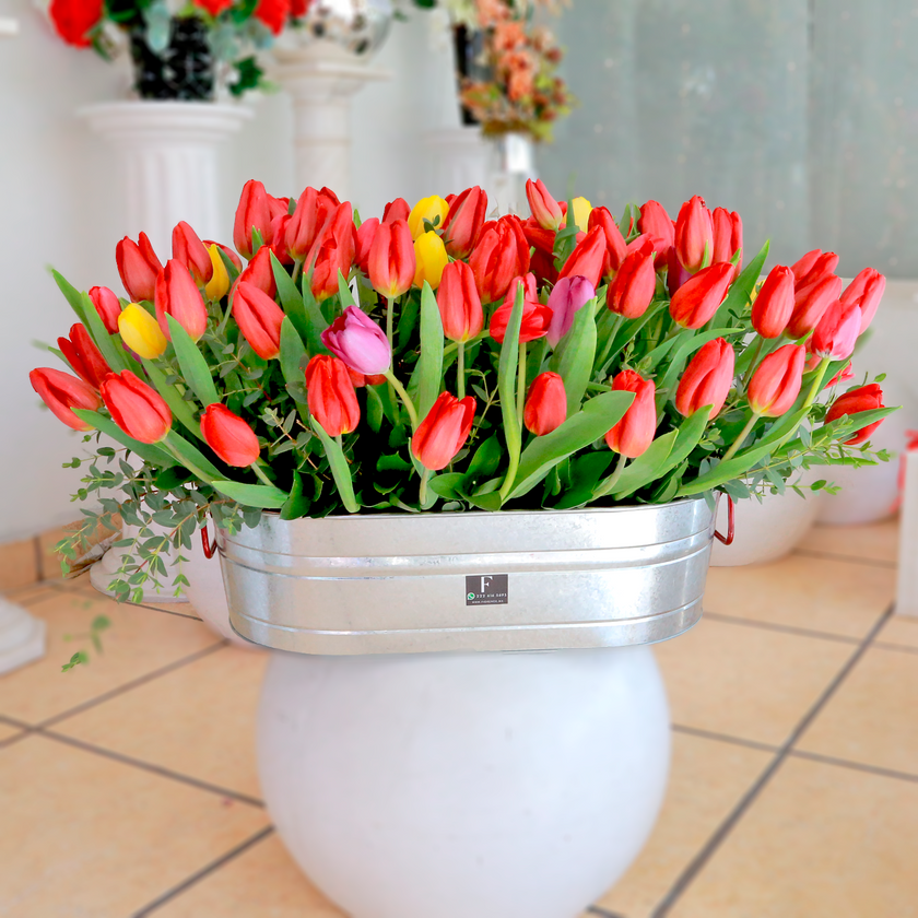 Sinfonía de Tulipanes - 100 Tulipanes