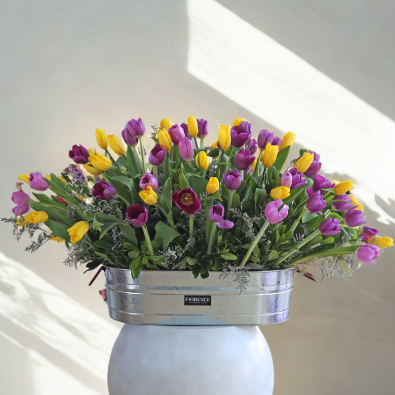 Sinfonía de Tulipanes - 100 Tulipanes