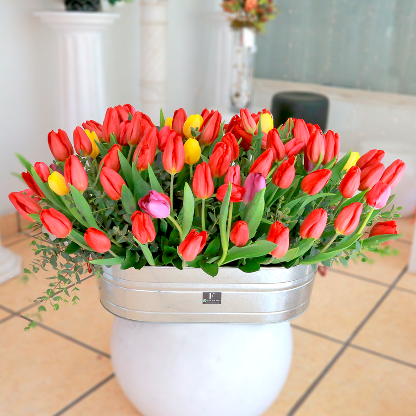 Sinfonía de Tulipanes - 100 Tulipanes