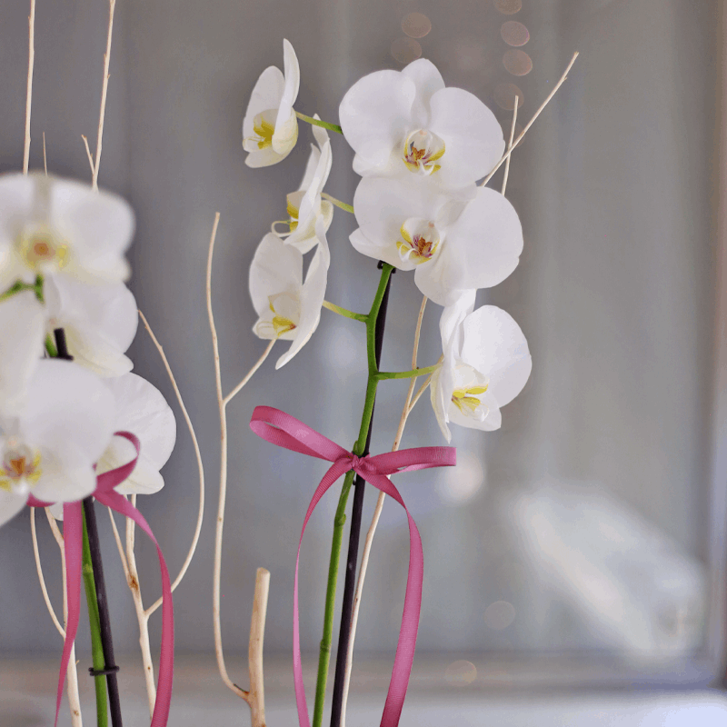 Orquídea Phalaenopsis