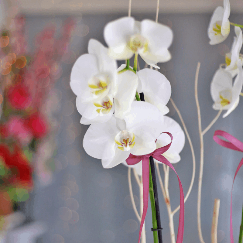 Orquídea Phalaenopsis