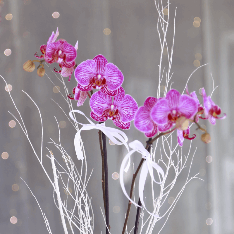 Orquídea Phalaenopsis