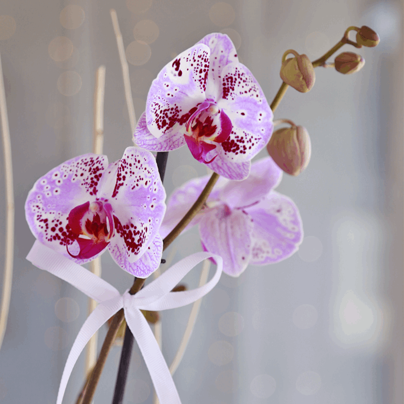 Orquídea Phalaenopsis