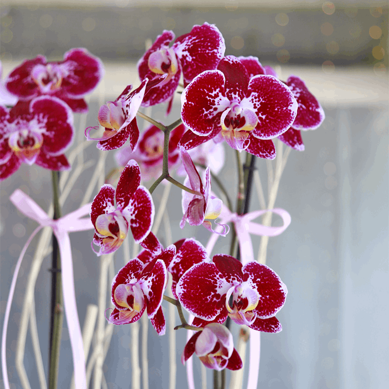 Orquídea Phalaenopsis