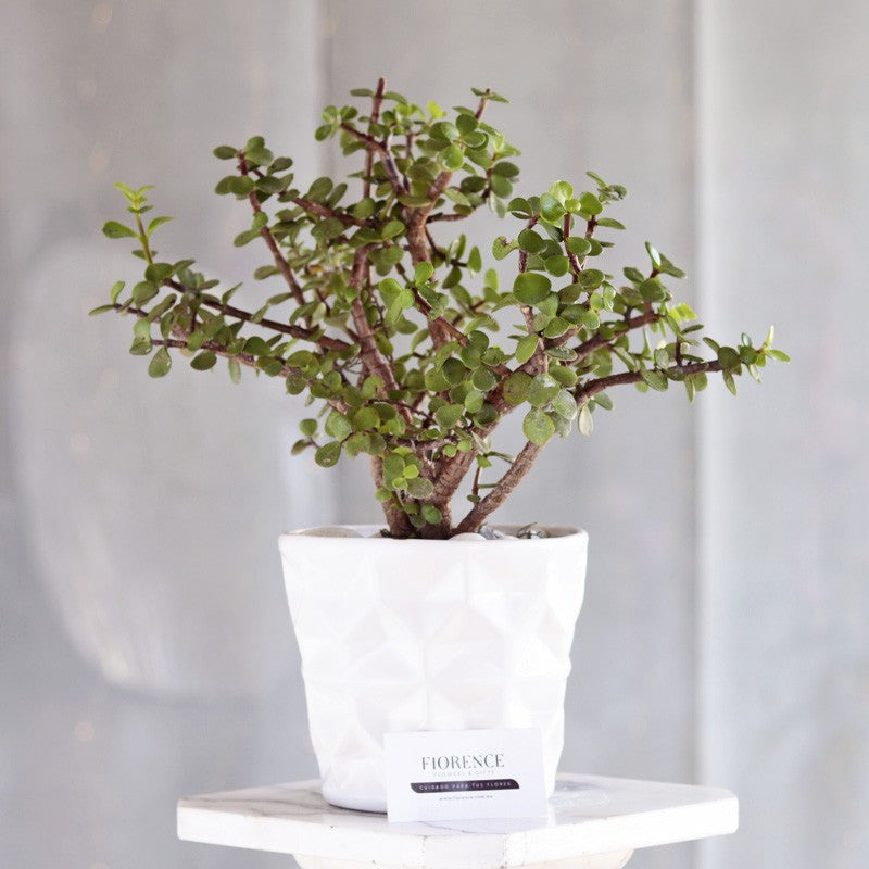 Árbol De La Abundancia