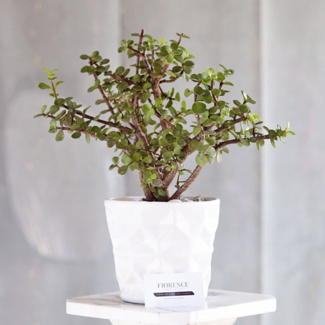 Árbol De La Abundancia
