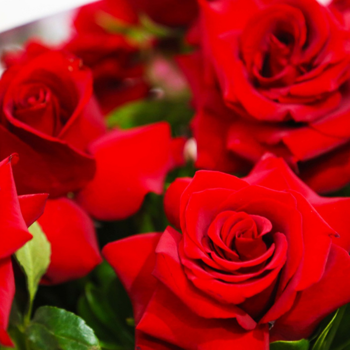 “All my love” - Arrangement with red roses
