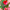 Multicolor Tulips Bouquet