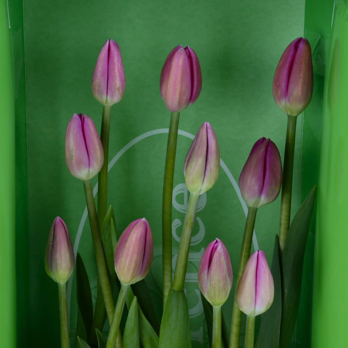 Exclusivos y bellos tulipanes