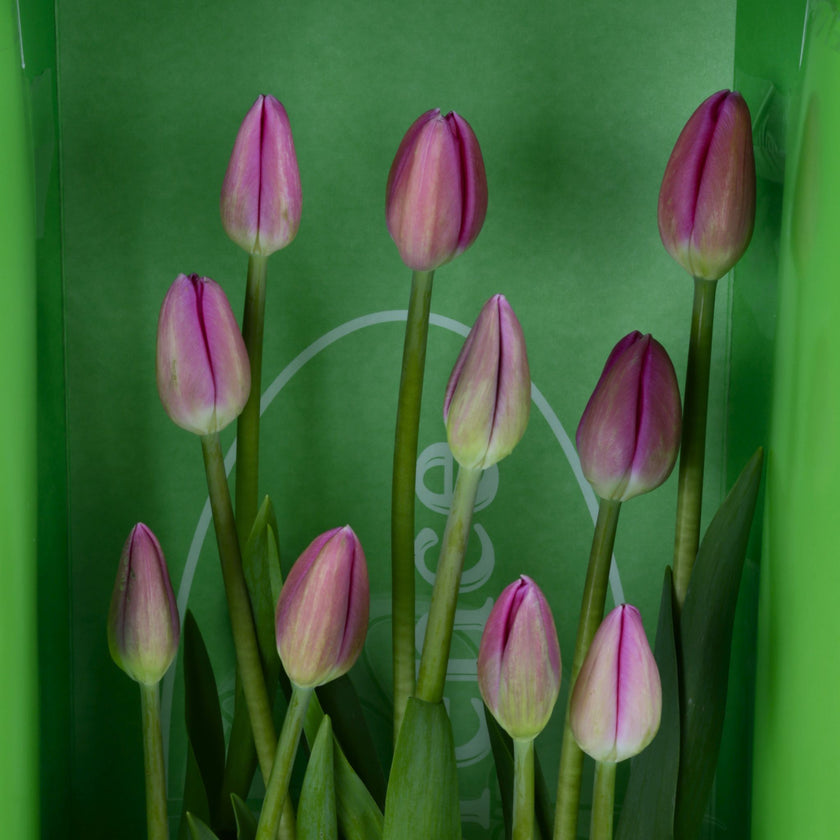 Exclusivos y bellos tulipanes